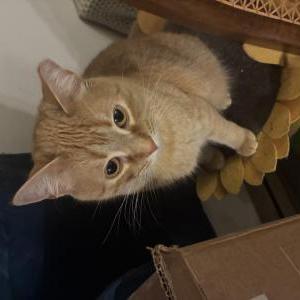 Image of Gato, Lost Cat