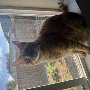 Image of fish, Lost Cat
