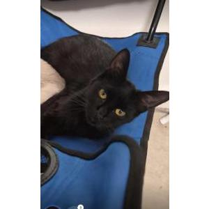 Image of Harley Bull, Lost Cat
