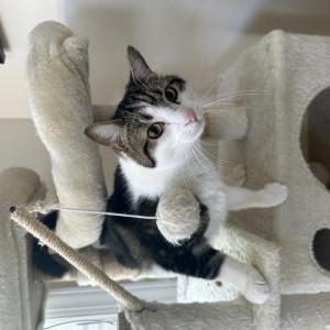 Image of Lil Bro, Lost Cat