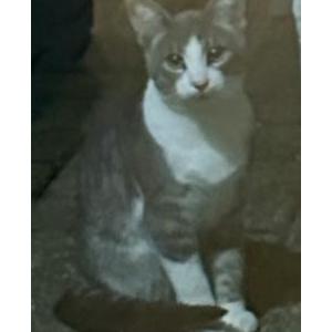 Image of Unknown, Found Cat