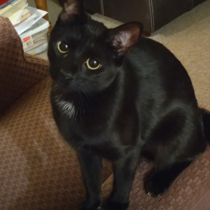 Image of Jasmine, Lost Cat
