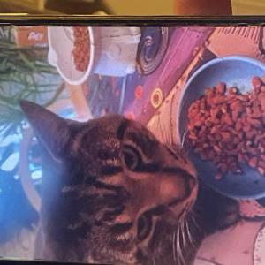 Lost 2 Tiger (Georgia)