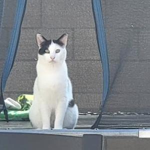 Image of Handsome, Lost Cat