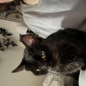 Image of Bike, Lost Cat