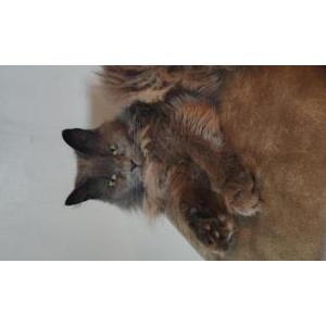 Image of Mokie, Lost Cat