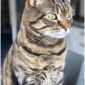 Image of Tigah, Lost Cat