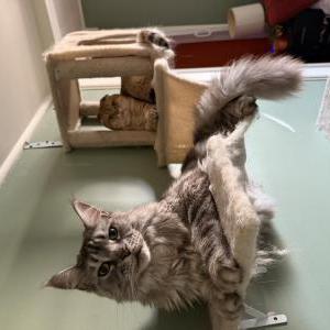 Image of Pico, Lost Cat