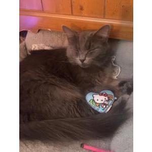 Image of momo, Lost Cat