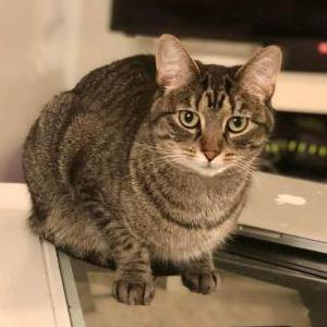 Image of Rosie, Lost Cat