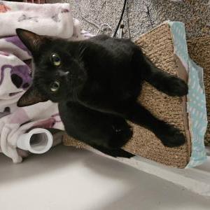 Image of Misty, Lost Cat