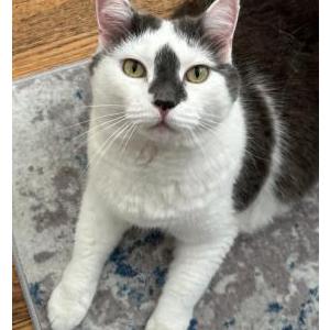 Image of Kabuki, Lost Cat
