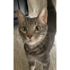 Image of Kiki, Lost Cat