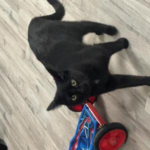 Image of Onyx, Lost Cat