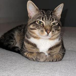 Image of Caesar, Lost Cat