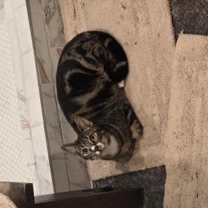 Image of Burrito, Lost Cat