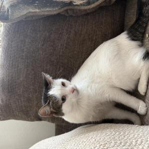 Image of Mila, Lost Cat
