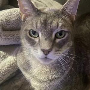 Image of Simon, Lost Cat