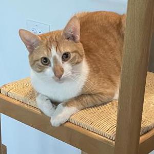 Lost 2 Nacho (NC)