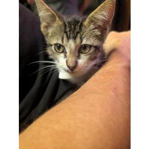 Image of Finn Dock, Lost Cat