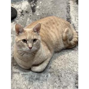 Lost 2 Simba (Louisiana)