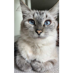 Image of Chloe, Lost Cat