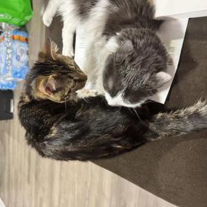 Image of Max, Lost Cat