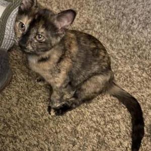 Image of Hermione, Lost Cat