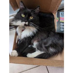 Image of Luna, Lost Cat
