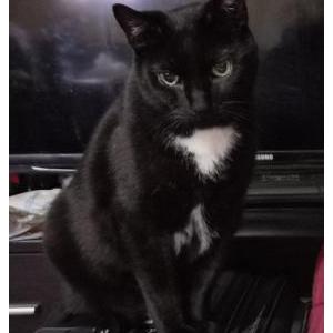 Image of Mao mao, Lost Cat
