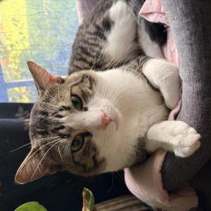 Image of Mochi, Lost Cat
