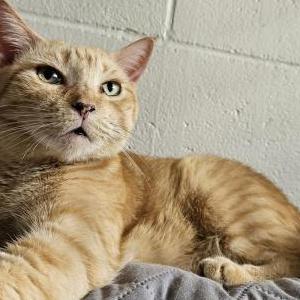Image of Minnie, Lost Cat