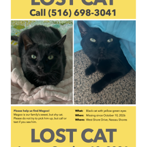 Image of Magoo, Lost Cat