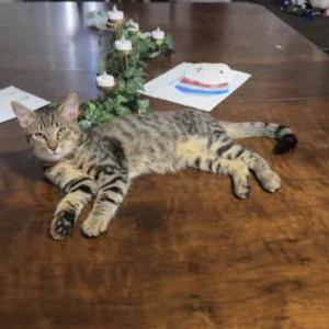 Lost 2 Gooch (California)