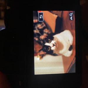 Image of marvin, Lost Cat