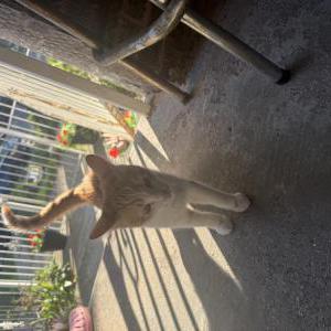 Image of Unknown, Found Cat