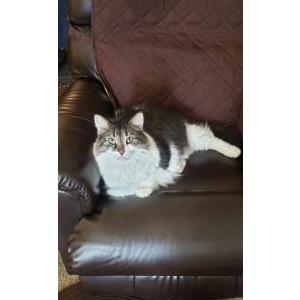 Image of Tiger, Lost Cat