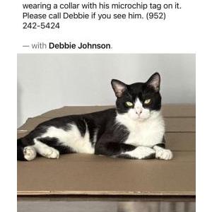 Image of George Bean, Lost Cat