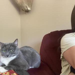 Image of Bailey, Lost Cat