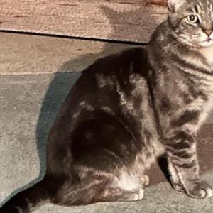 Image of Eggy, Lost Cat