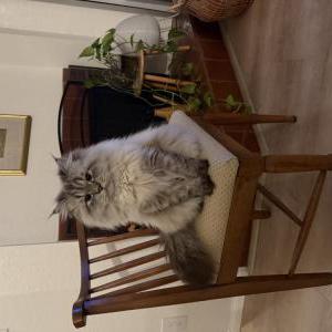 Image of Henri, Lost Cat