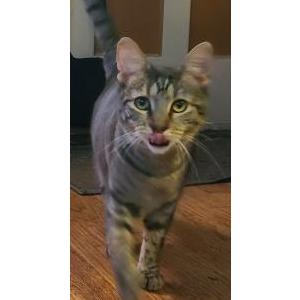 2nd Image of Muddy, Lost Cat