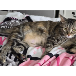 Image of marigold, Lost Cat
