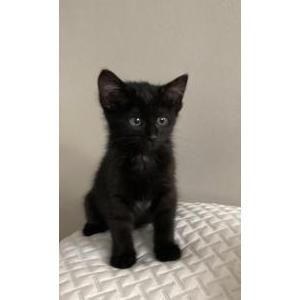 Image of Unknown, Found Cat