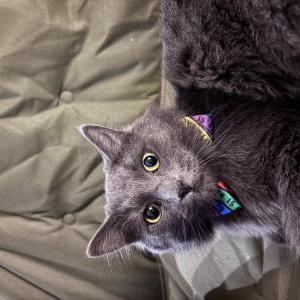Image of Duncan, Lost Cat