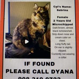 Image of Sabrina, Lost Cat
