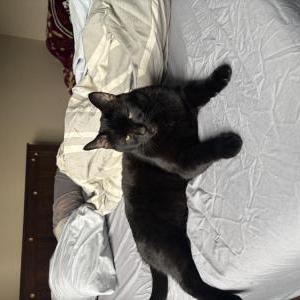 Image of Jason, Lost Cat