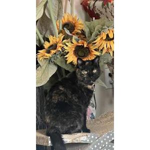 Image of Ebony aka mommy kitt, Lost Cat
