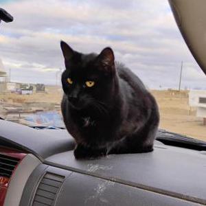 Image of Spaz, Lost Cat
