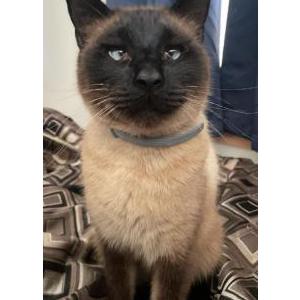 Image of Bobi, Lost Cat